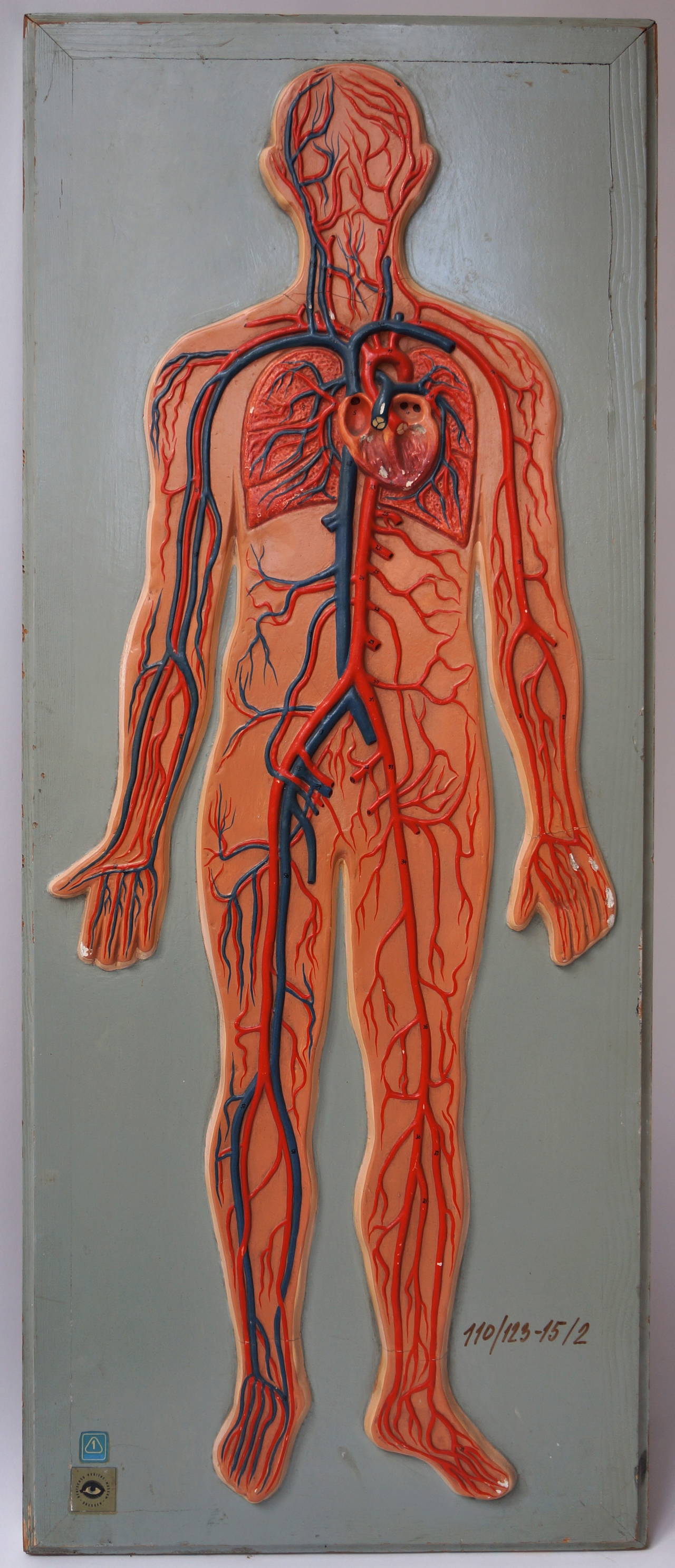 Anatomical model from plaster on wood.