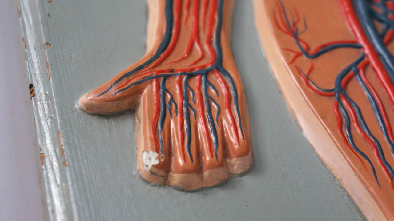 Rare Anatomical Sculpture Model 1