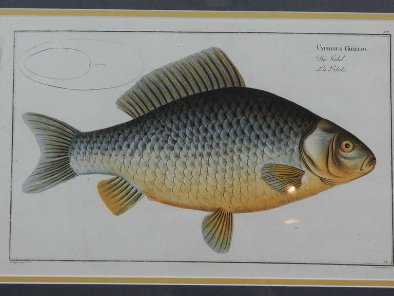 Set of three zoological copper etching plates depicting fish, hand colored, circa 1781-1795. Title: “Cyprinus Gibelio,” “Chaetadon Kleinii & Chaetadon Chinensis” and “Holocentrus Argentinus & Holocentrus Striatus”. Series: (3) from Allgemeine