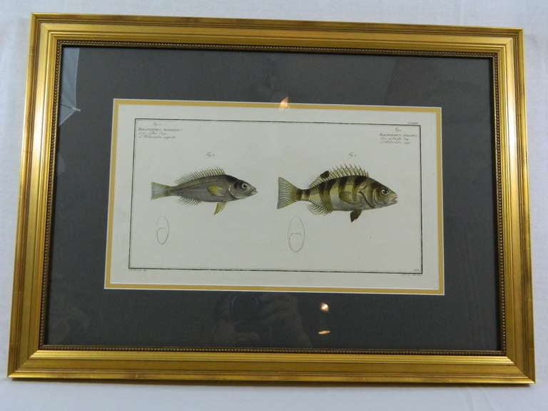 English Three Zoological Copper Etching Plates Depicting Anatomy of Fish, 18th Century