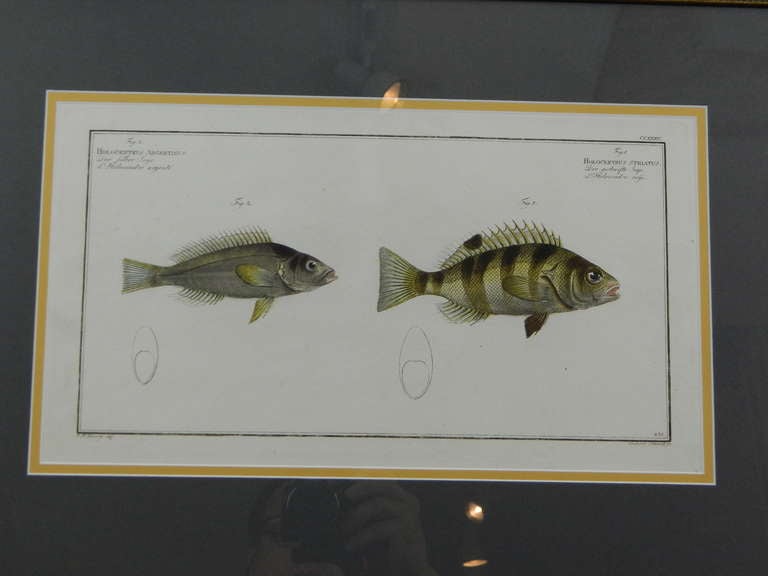 Three Zoological Copper Etching Plates Depicting Anatomy of Fish, 18th Century In Good Condition In Savannah, GA