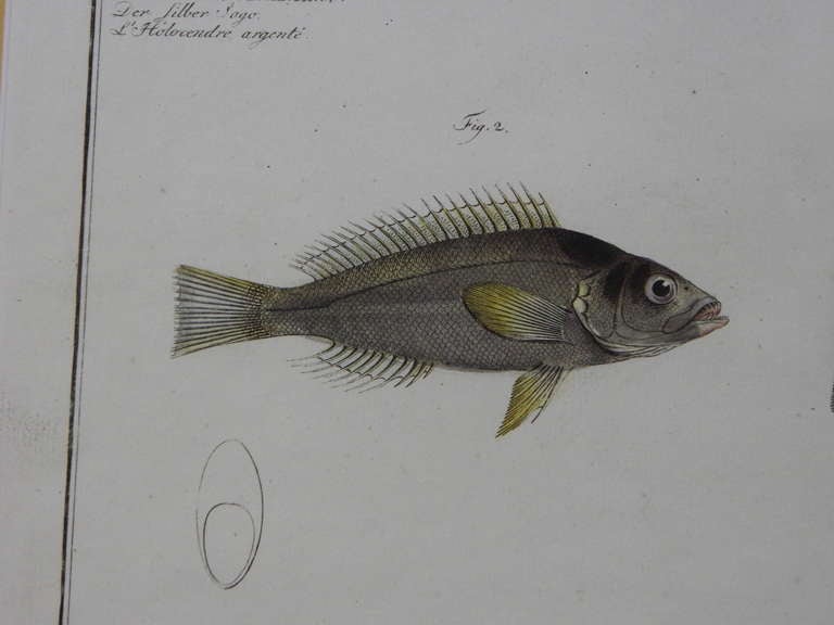 18th Century and Earlier Three Zoological Copper Etching Plates Depicting Anatomy of Fish, 18th Century