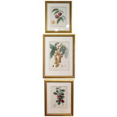 Group of Six Framed Fruit Botanicals