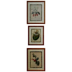 Set of Three Botanicals Depicting Fruit and Flowers, 19th Century