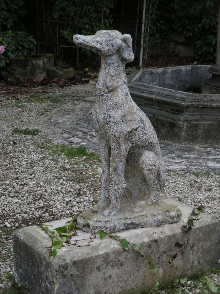 French Greyhound Dog 