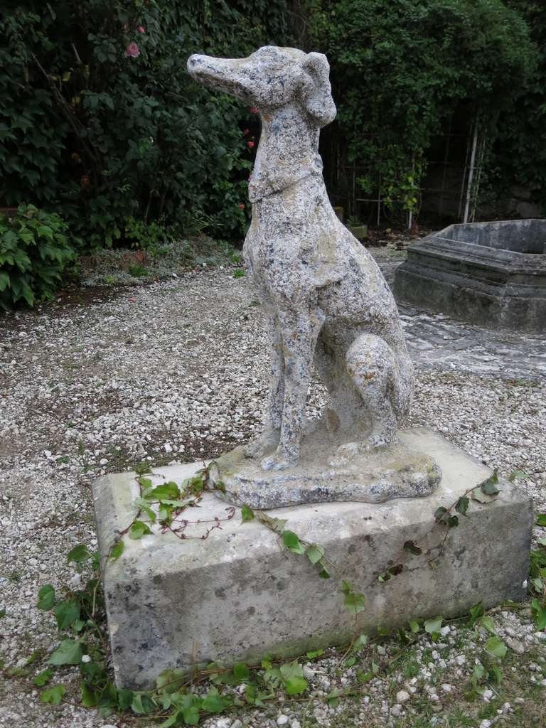 Greyhound Dog 