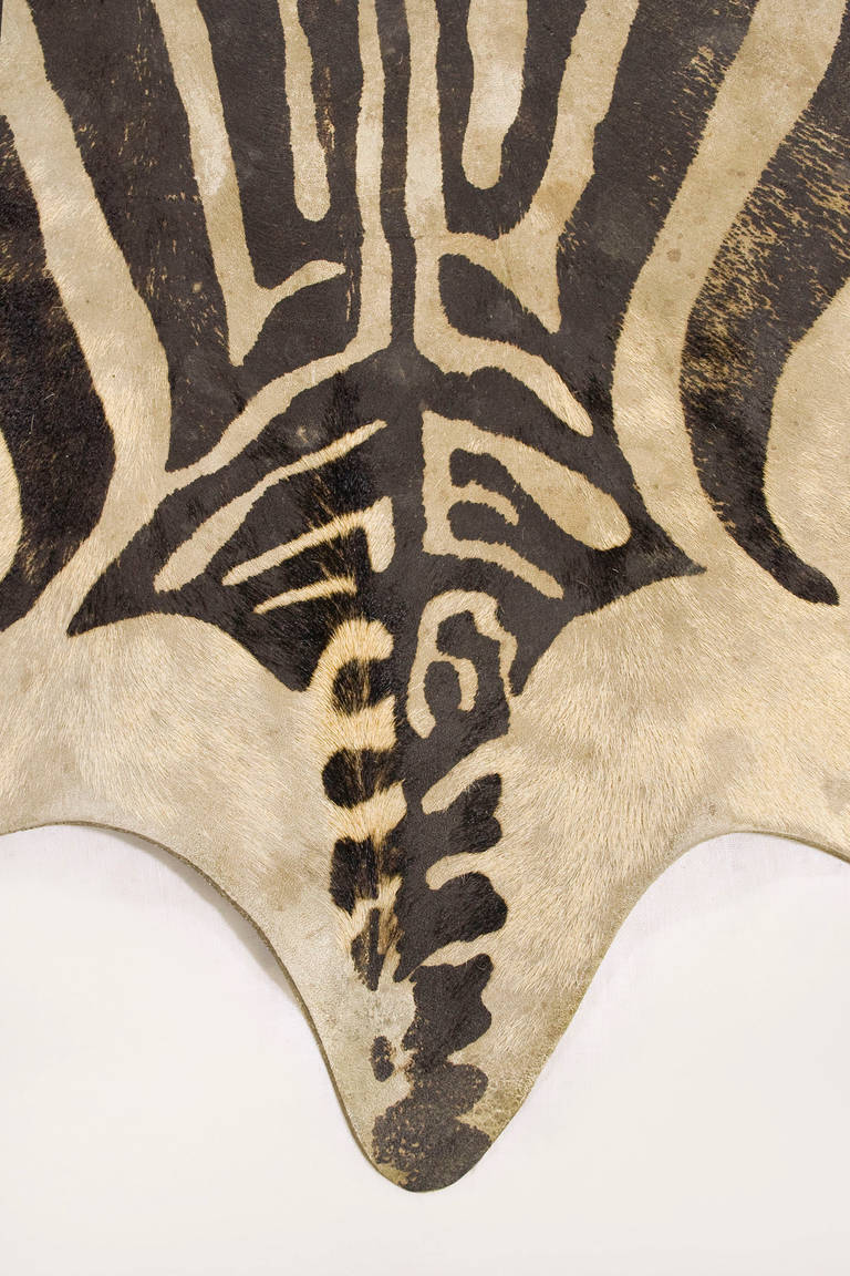 Vintage Zebra Print Cowhide Rug, circa 1970, Spain 2