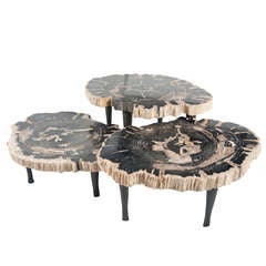 Cluster of Petrified Wood Matching Tables