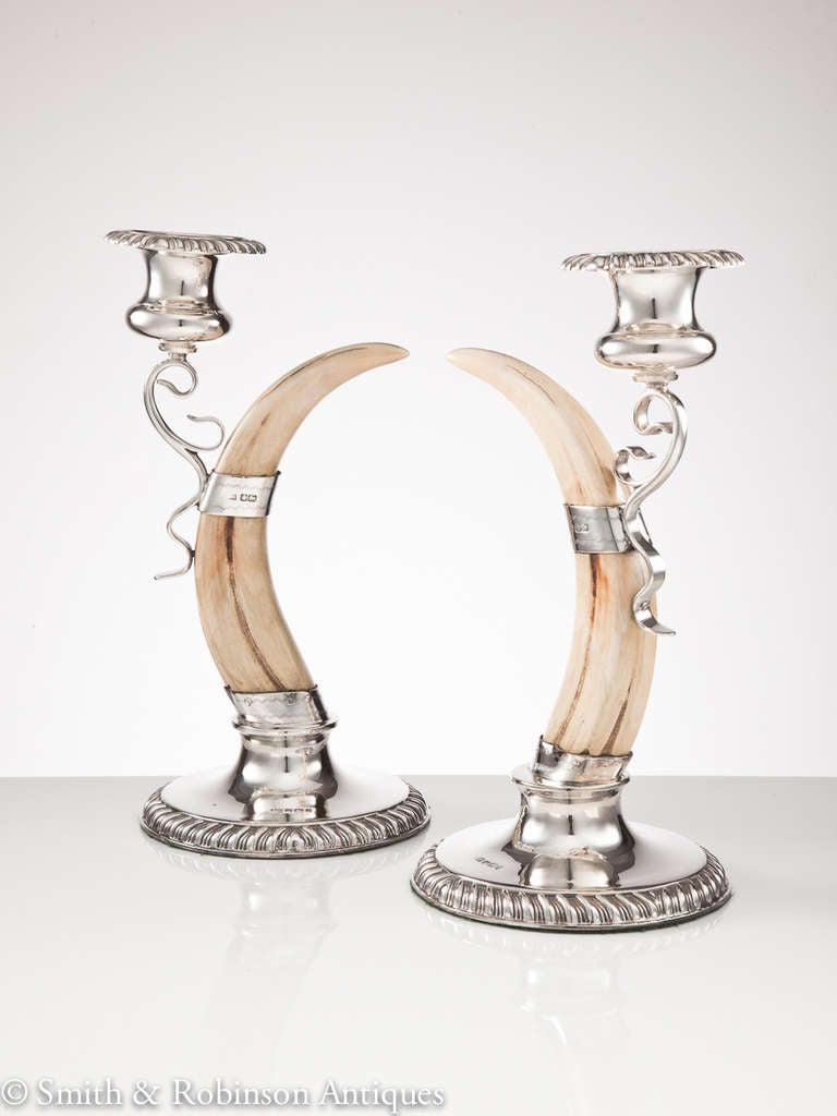 An elegant pair of European wild boar tusk & silver mounted candle sticks 
by makers John Round & fully hallmarked & dated Sheffield 1895.

We are always adding to our 1stdibs catalogue so be sure to add us to your favourite dealers & visit our