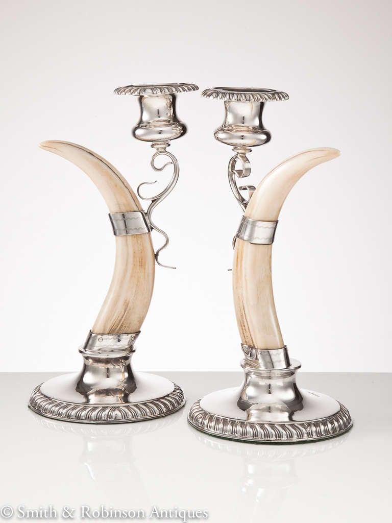 British An Elegant Pair of European Wild Boar Tusk & Silver Candlesticks Dated 1895