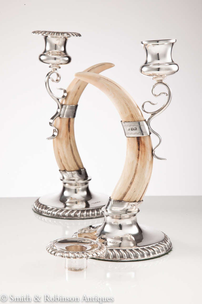 19th Century An Elegant Pair of European Wild Boar Tusk & Silver Candlesticks Dated 1895
