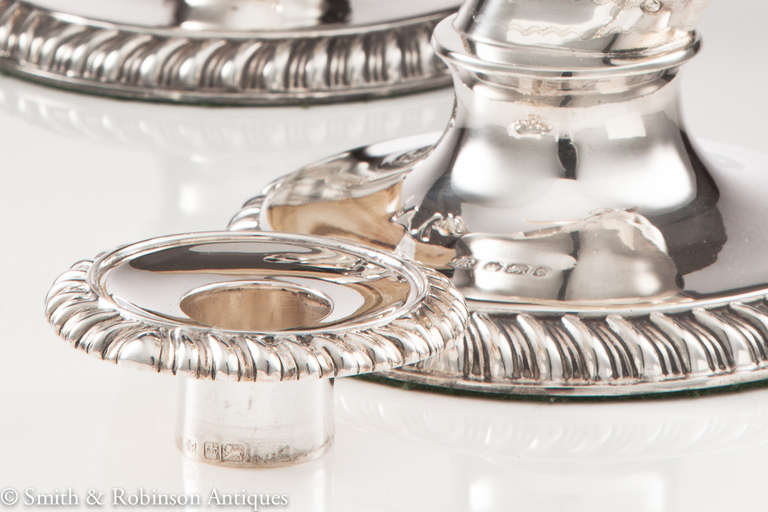An Elegant Pair of European Wild Boar Tusk & Silver Candlesticks Dated 1895 In Excellent Condition In London, GB