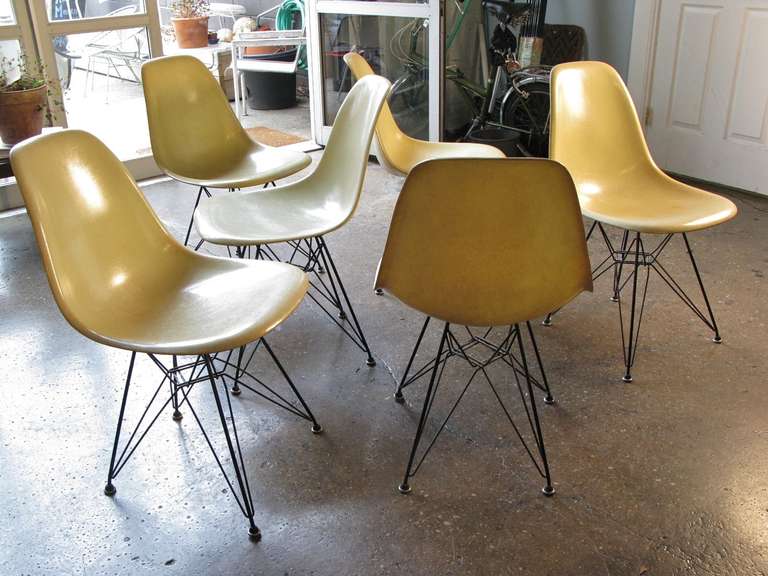 Set of six off-white vintage Eames shell chairs by Herman Miller. Fiberglass is nice and thready. Original black eiffel bases. The chairs have some bleed-through discoloration from the mounts. Otherwise in excellent vintage condition; we acquired