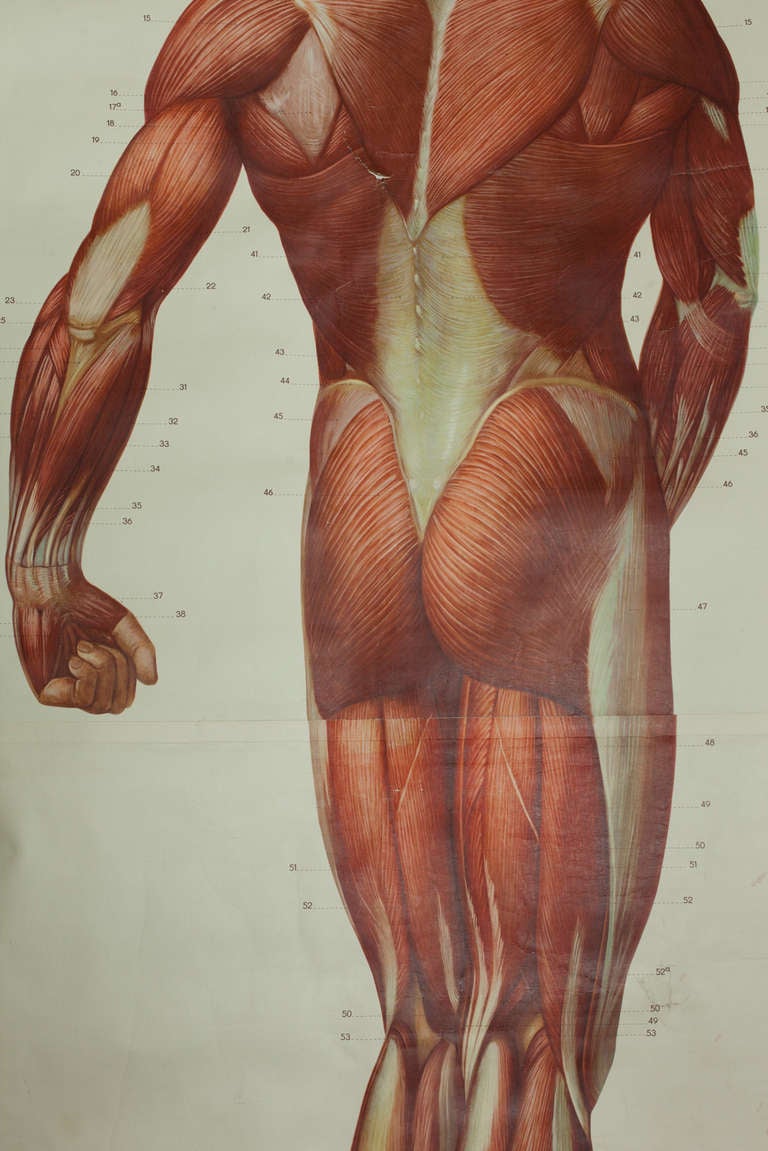 Study of anatomy in color. Italy, early 20th c.