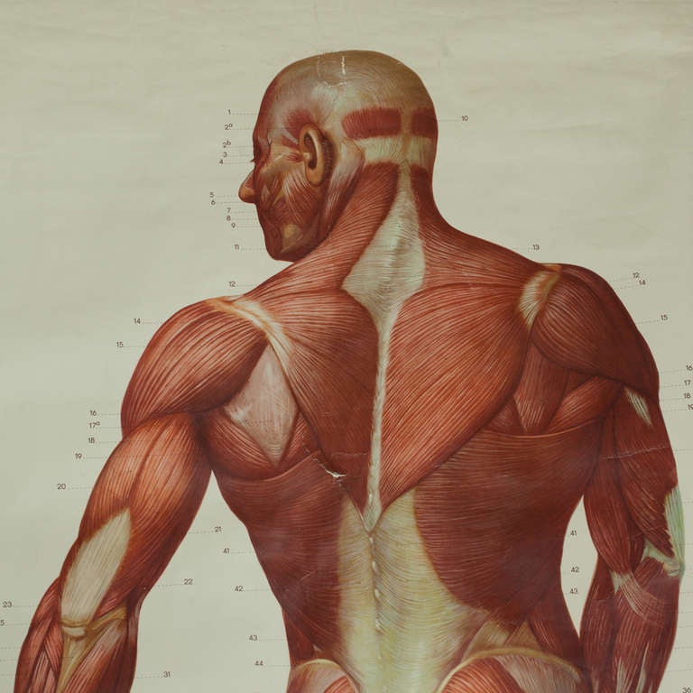 Art Deco 20th c. Human Anatomy