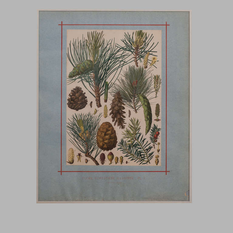 Napoleon III 19th Century Botanical Collection by J. Rothschild