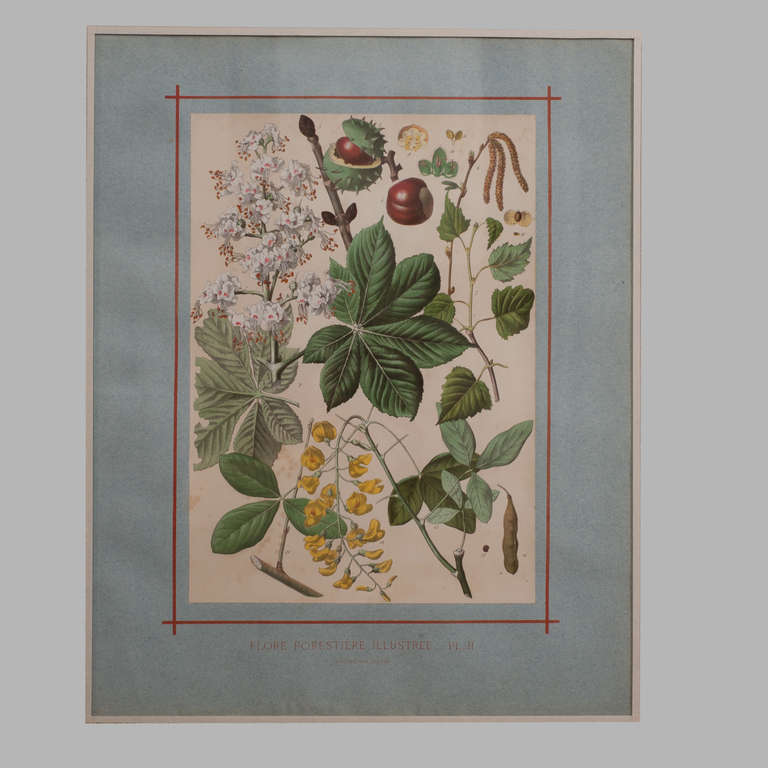 French 19th Century Botanical Collection by J. Rothschild
