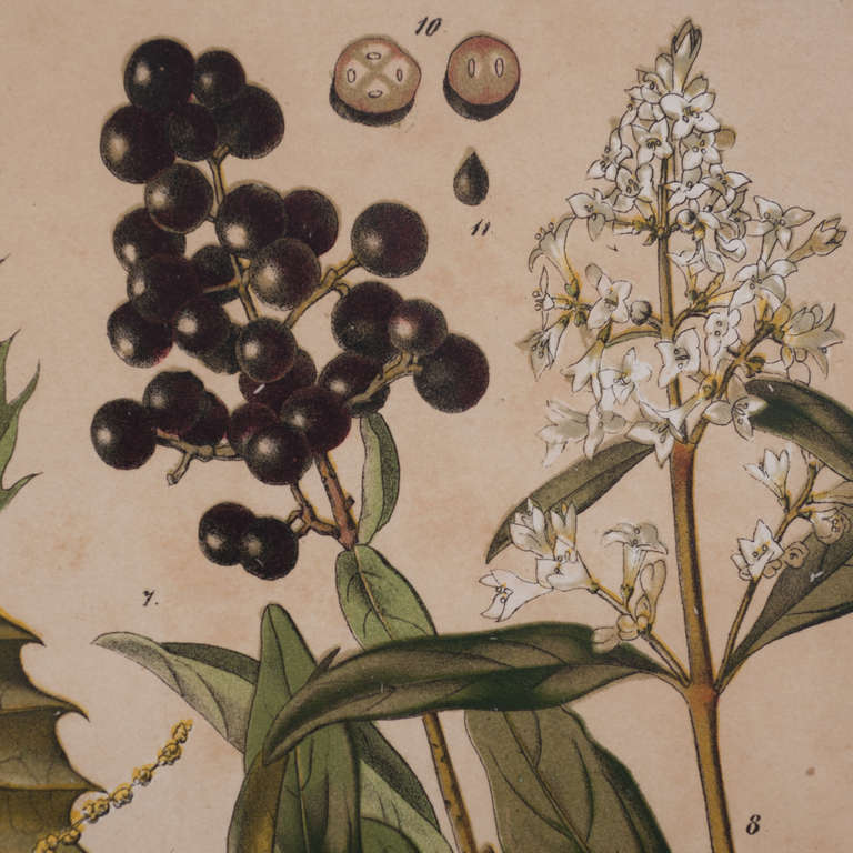 19th Century Botanical Collection by J. Rothschild 1
