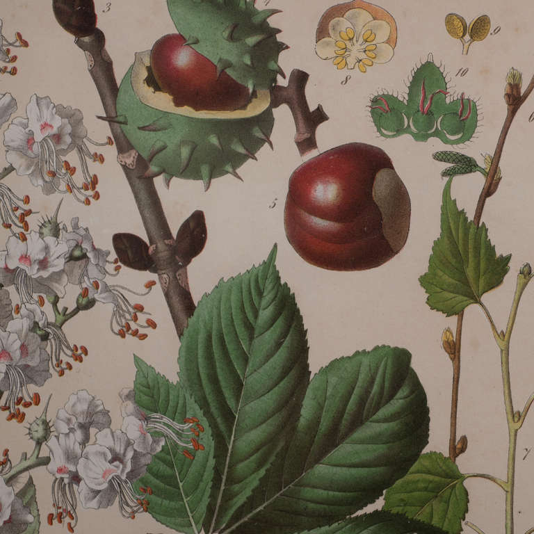 19th Century Botanical Collection by J. Rothschild 2