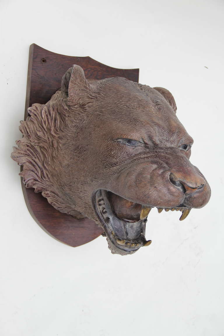 Panthere head made of fibreglass mounted on oak with brass teeth