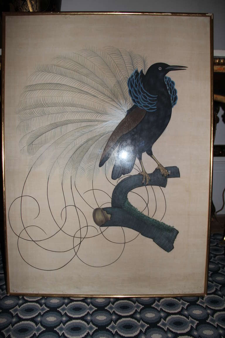 Paradise Bird Watercolor On Silk