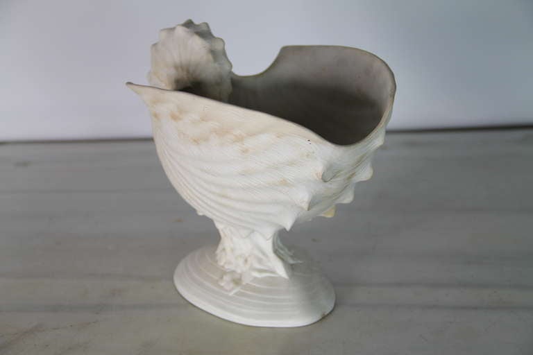 English Wedgwood Shell For Sale