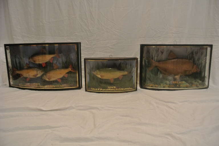 Well done group of English shadow box consisting of fish and water plants. Stuffed Perch, Beam and Roach amid realistic gasses with hand painted dates and labels.