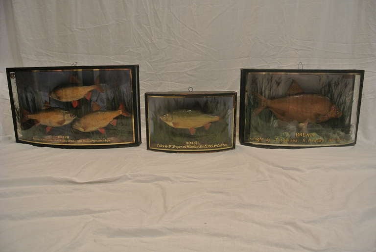 Victorian Group of English Shadow Box Fish Diorama SATURDAY SALE For Sale