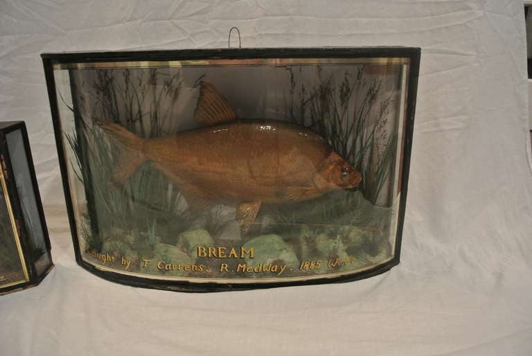 19th Century Group of English Shadow Box Fish Diorama SATURDAY SALE For Sale