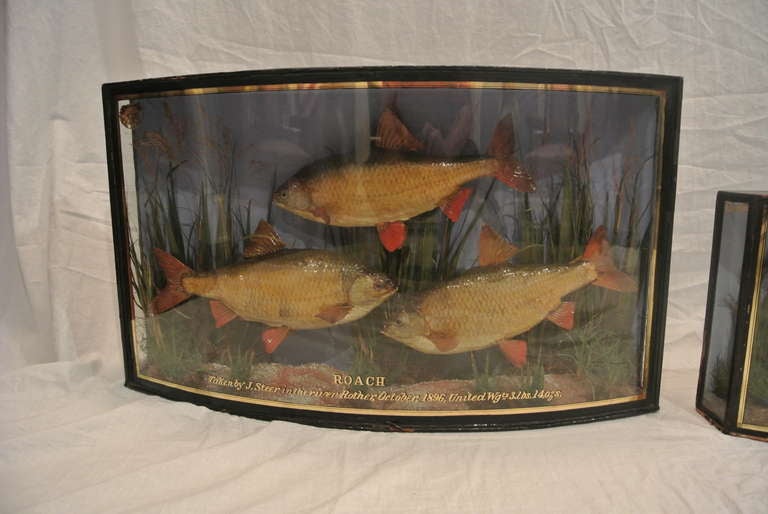 Lacquer Group of English Shadow Box Fish Diorama SATURDAY SALE For Sale