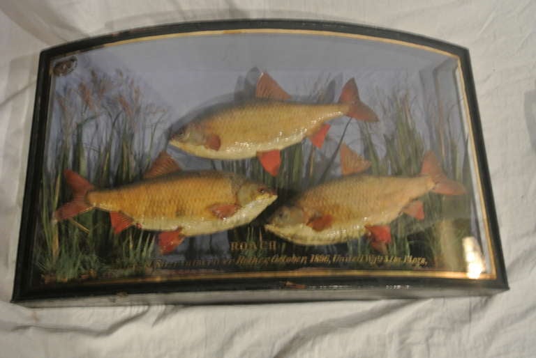 Group of English Shadow Box Fish Diorama SATURDAY SALE For Sale 1