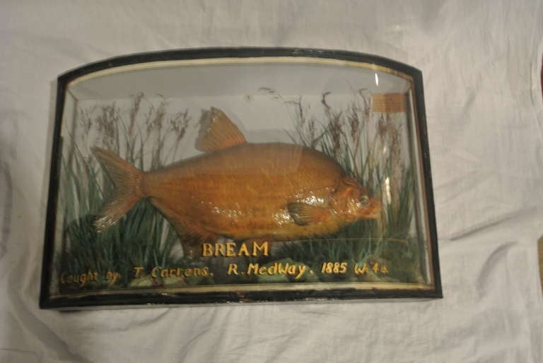 Group of English Shadow Box Fish Diorama SATURDAY SALE For Sale 3