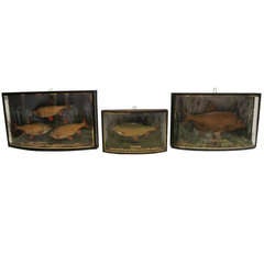 Antique Group of English Shadow Box Fish Diorama SATURDAY SALE