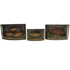 Group of English Shadow Box Fish Diorama SATURDAY SALE