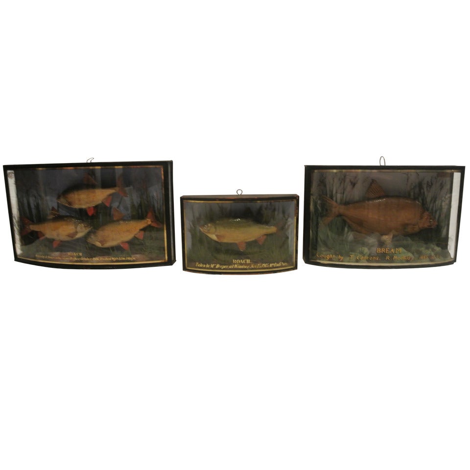 Group of English Shadow Box Fish Diorama SATURDAY SALE For Sale