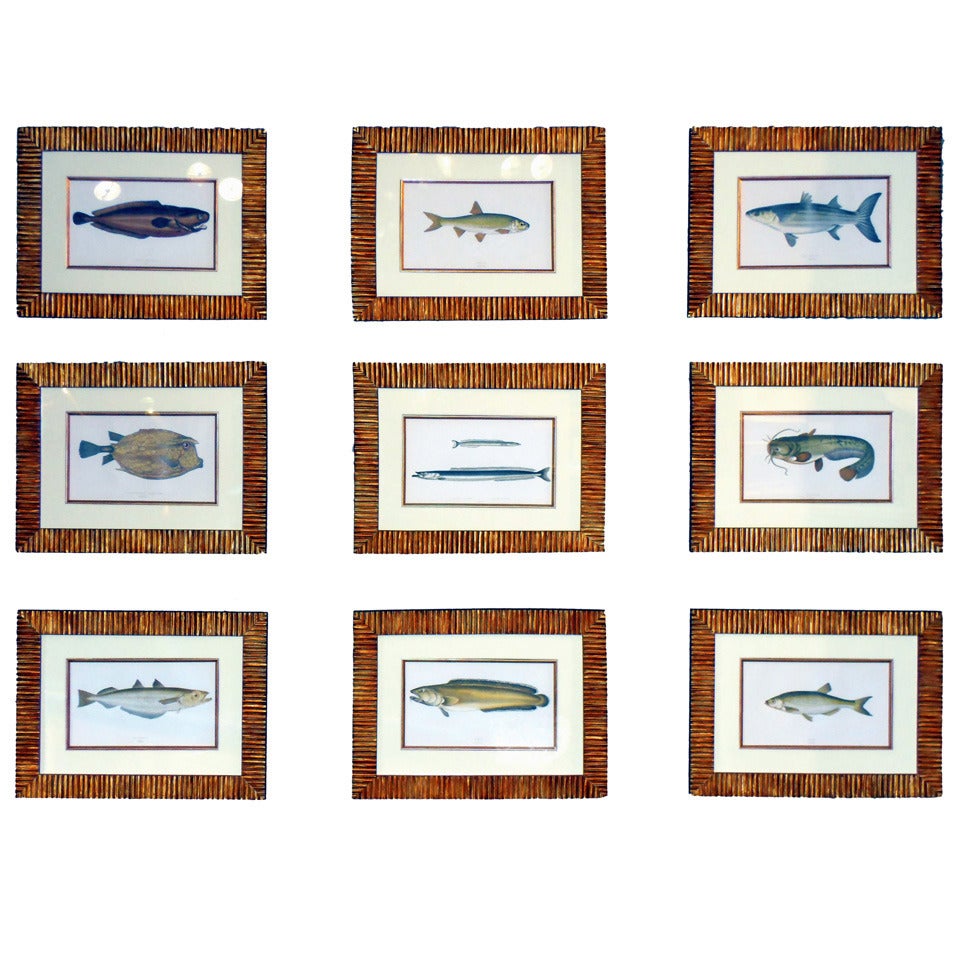Antique Set of Nine 'Couch' Fish Prints