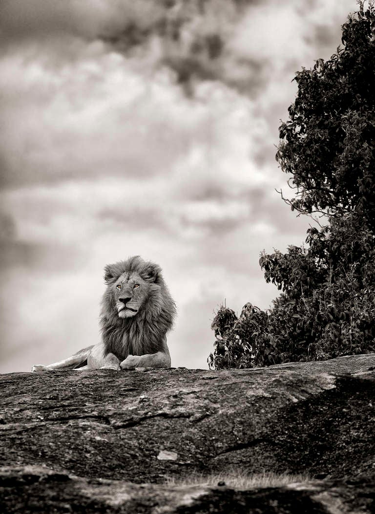 The King, the lion, the majestic king of the Savana, looks out into the infinite

Limited edition of three with 