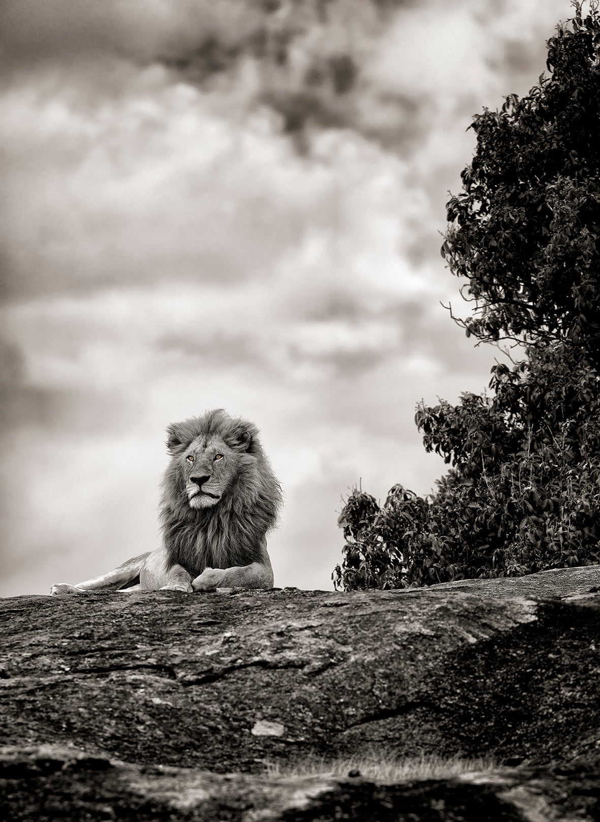 Photo by Andrea Zini For Sale