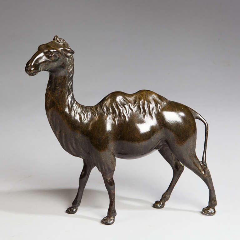 A late 19th c naturalistic fashioned sculpture of a camel. Shown pacing with its head upright and slightly turned.