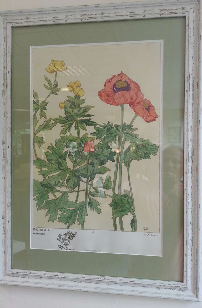 A Selection of Original Botanical Pochoirs by Eugene Alain Seguy, A Parisian Painter and Entomologist. 
These Pochoirs are from an Original Portfolio produced in Paris C 1920. 
A selection shown from 14 available 
48-65 cm Framed. Individually