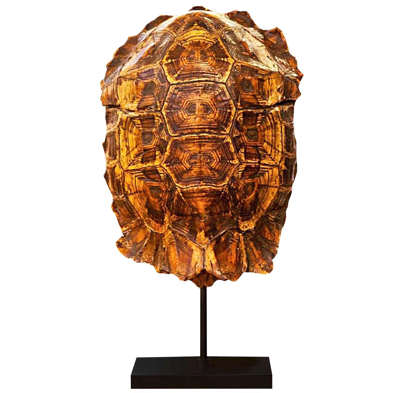 Hingeback Tortoise For Sale
