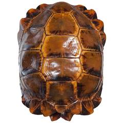 Antique Large Turtle Shell Manouria Impressa (DESERT AFRICA)