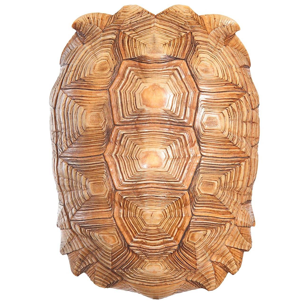 Large Turtle Shell, African Spurred Tortoise For Sale at 1stDibs  african  spurred tortoise for sale, top of a turtle shell, sulcata tortoise shell