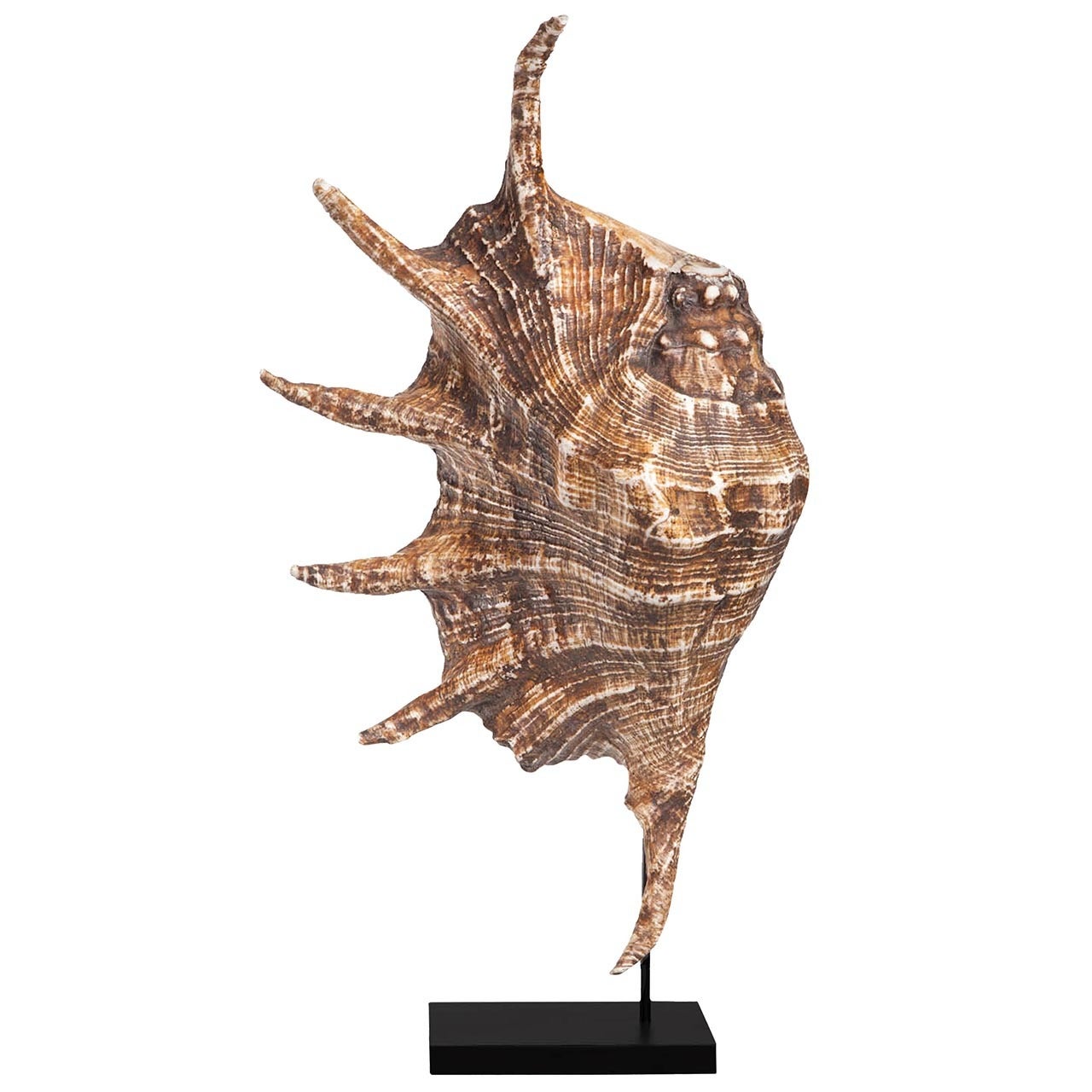 Mounted Shell Spider Conch For Sale