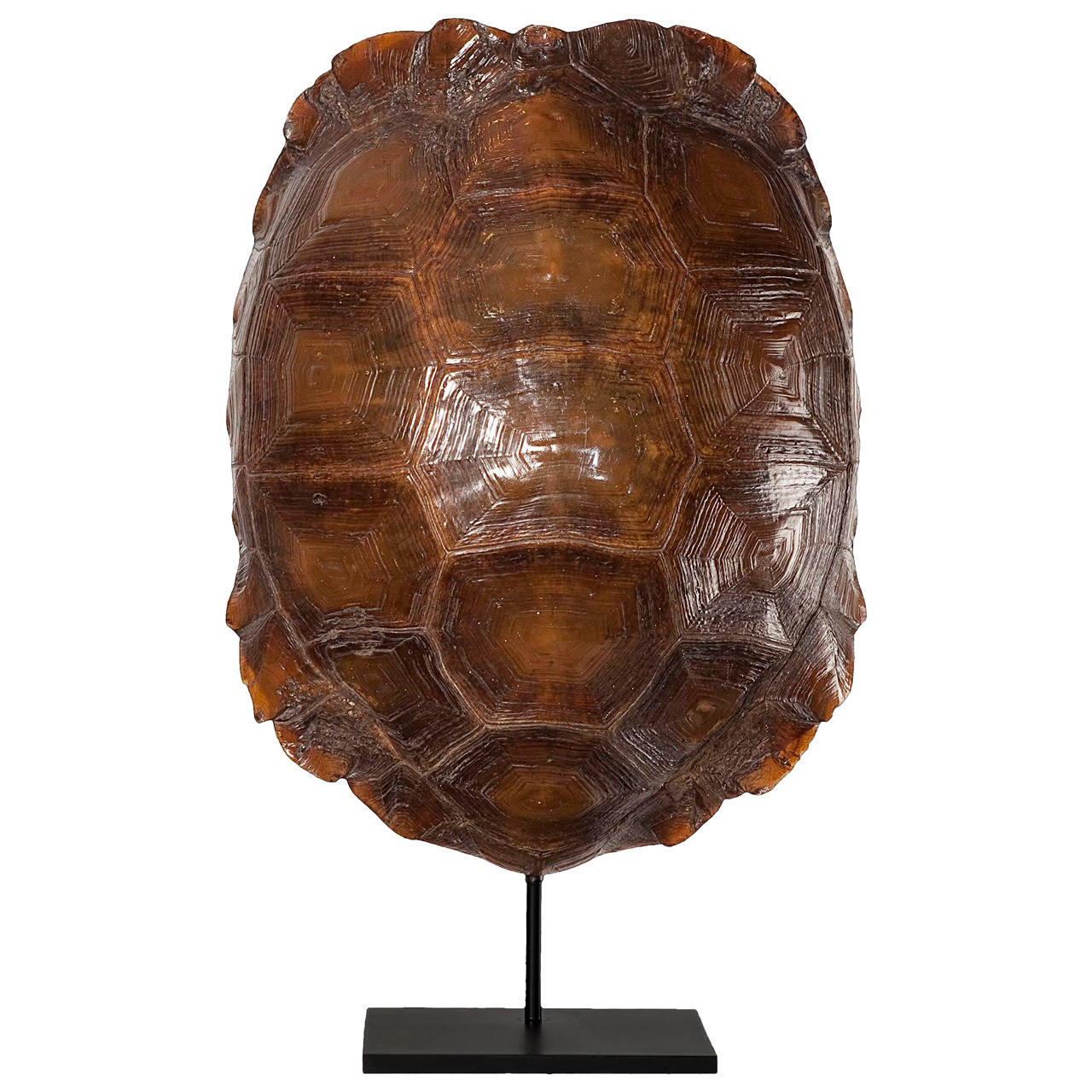 Tortoise shell. African spurred tortoise, Geochelone sulcata (Miller, 1779) For Sale