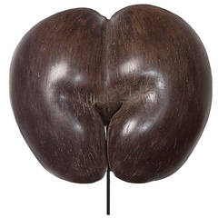 Coco de Mer – Lodoicea maldivica (J.F. Gmelin, 1807) Africa Seychelles 1