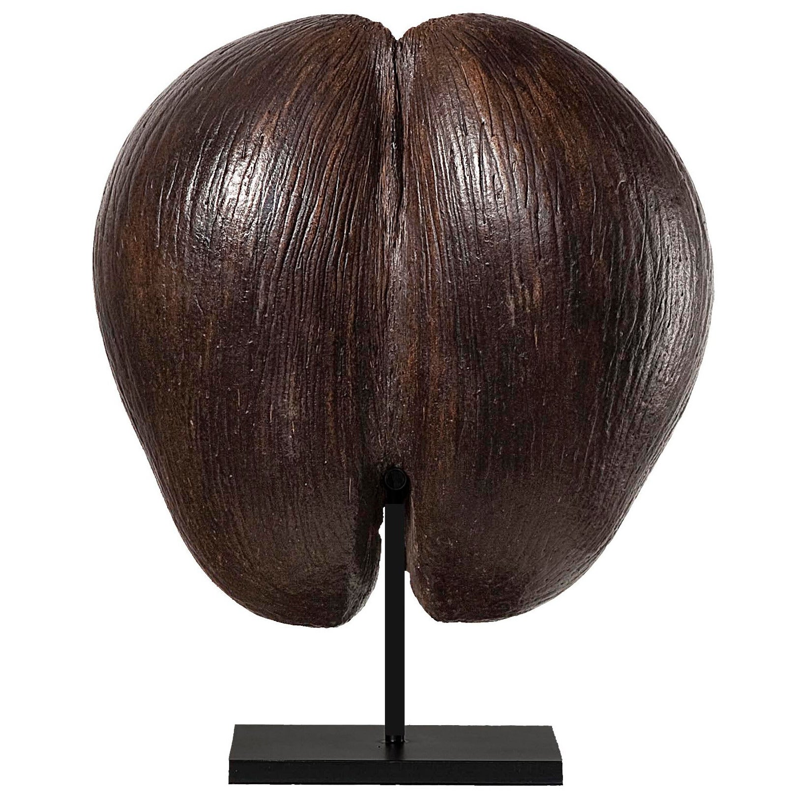 Coco de Mer "Lodoicea Maldivica, " J.F. Gmelin, 1807