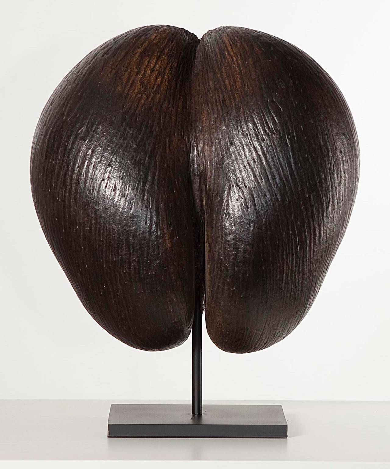 Unpolished specimen with natural surface

The Coco de Mer is the largest seed in the world, endemic to the islands of Praslin and Curieuse in the Seyshelles.
The fruit requires 6 to 7 years to mature and another further two to germinate. It is