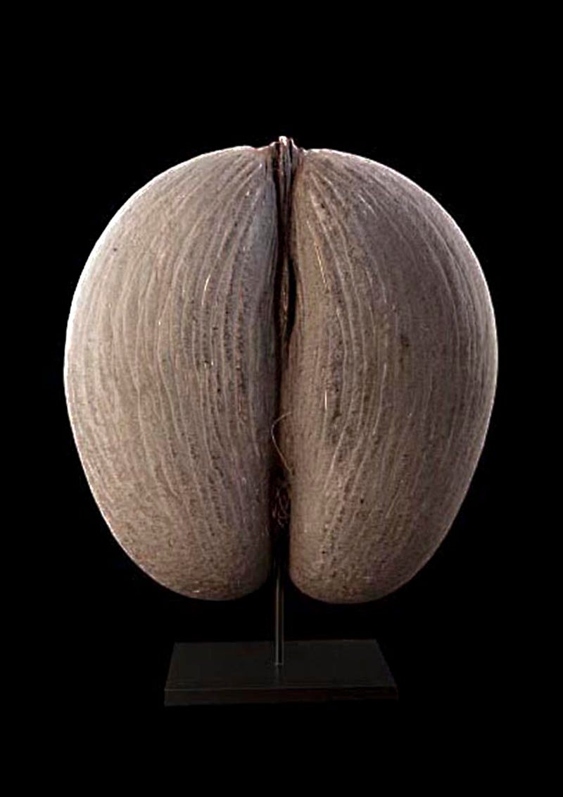 The Coco de Mer is the largest seed in the world, endemic to the islands of Praslin and Curieuse in the Seychelles.
The fruit requires 6 to 7 years to mature and another further two to germinate. It is without doubt one of the most universally