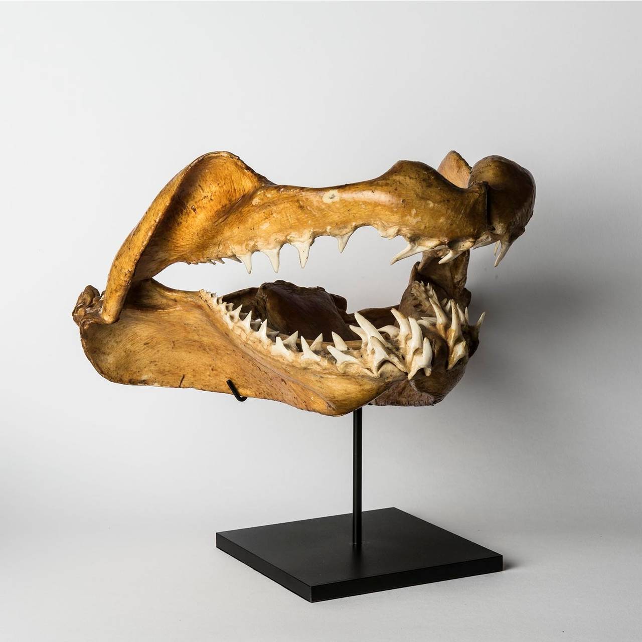 20th Century Antique Shortfin Mako Shark Jaw Isurus Oxyrinchus